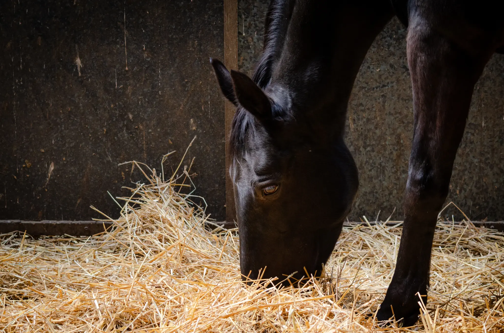 Pferd frisst Stroh