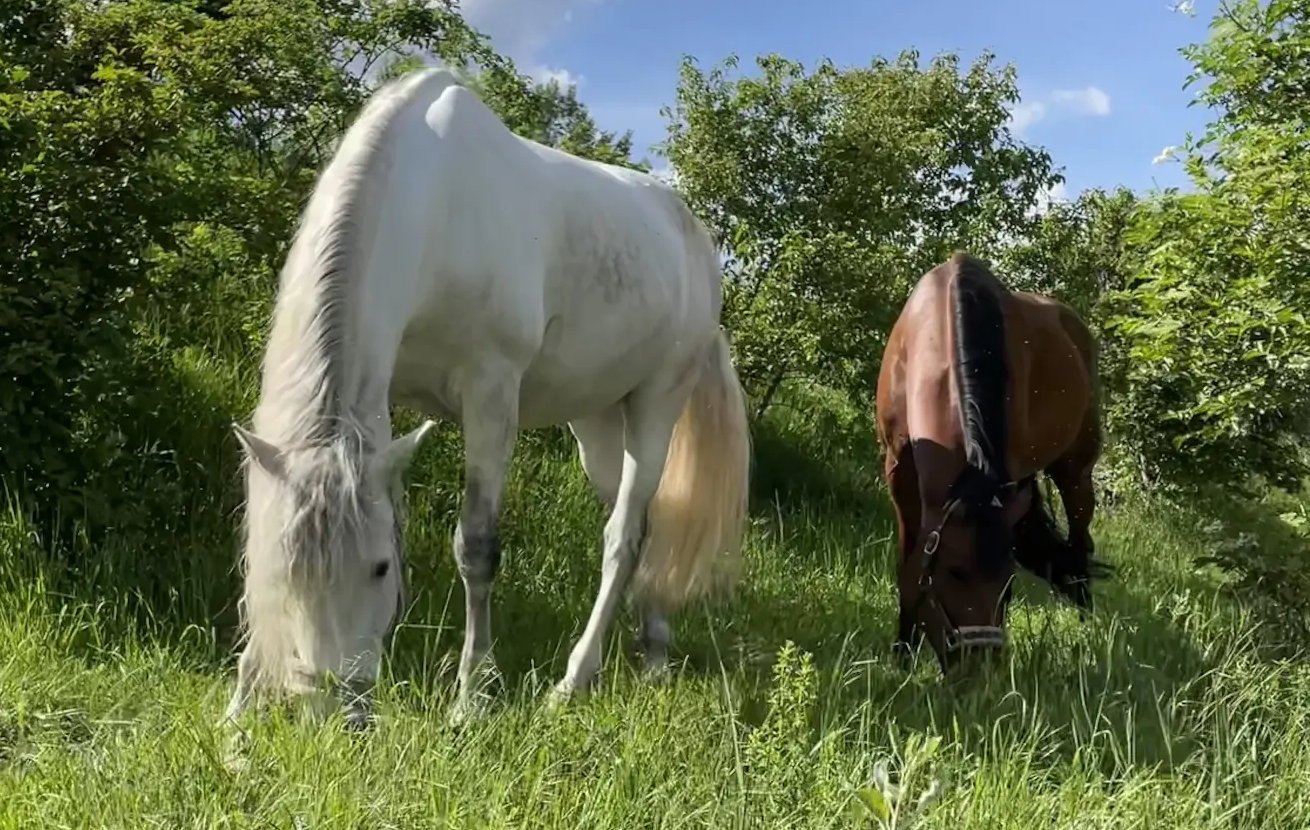 Pferde auf der Wiese
