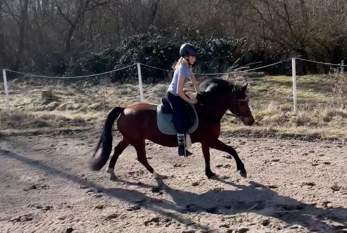 Anmeldung Reiten Kinder