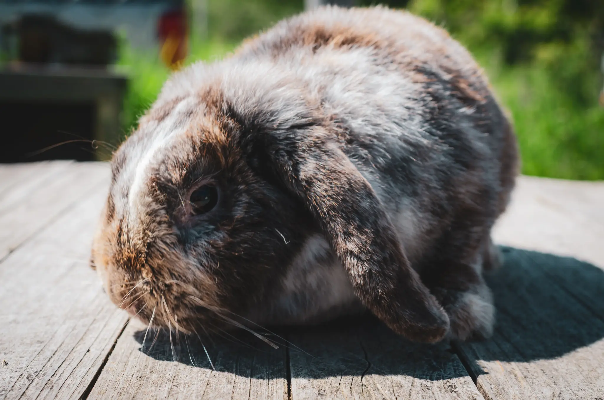 Pony Club Aktivität 1