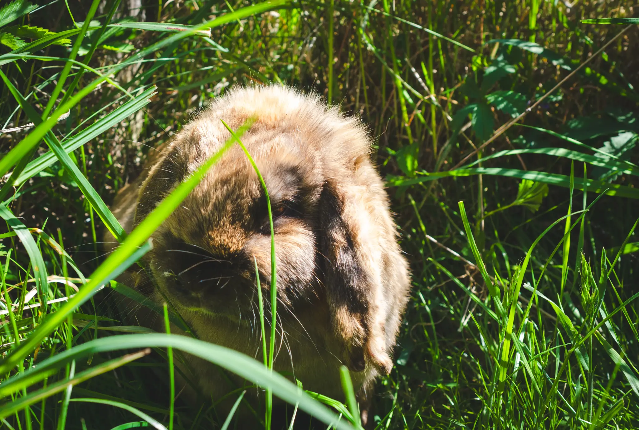 Pony Club Aktivität 2