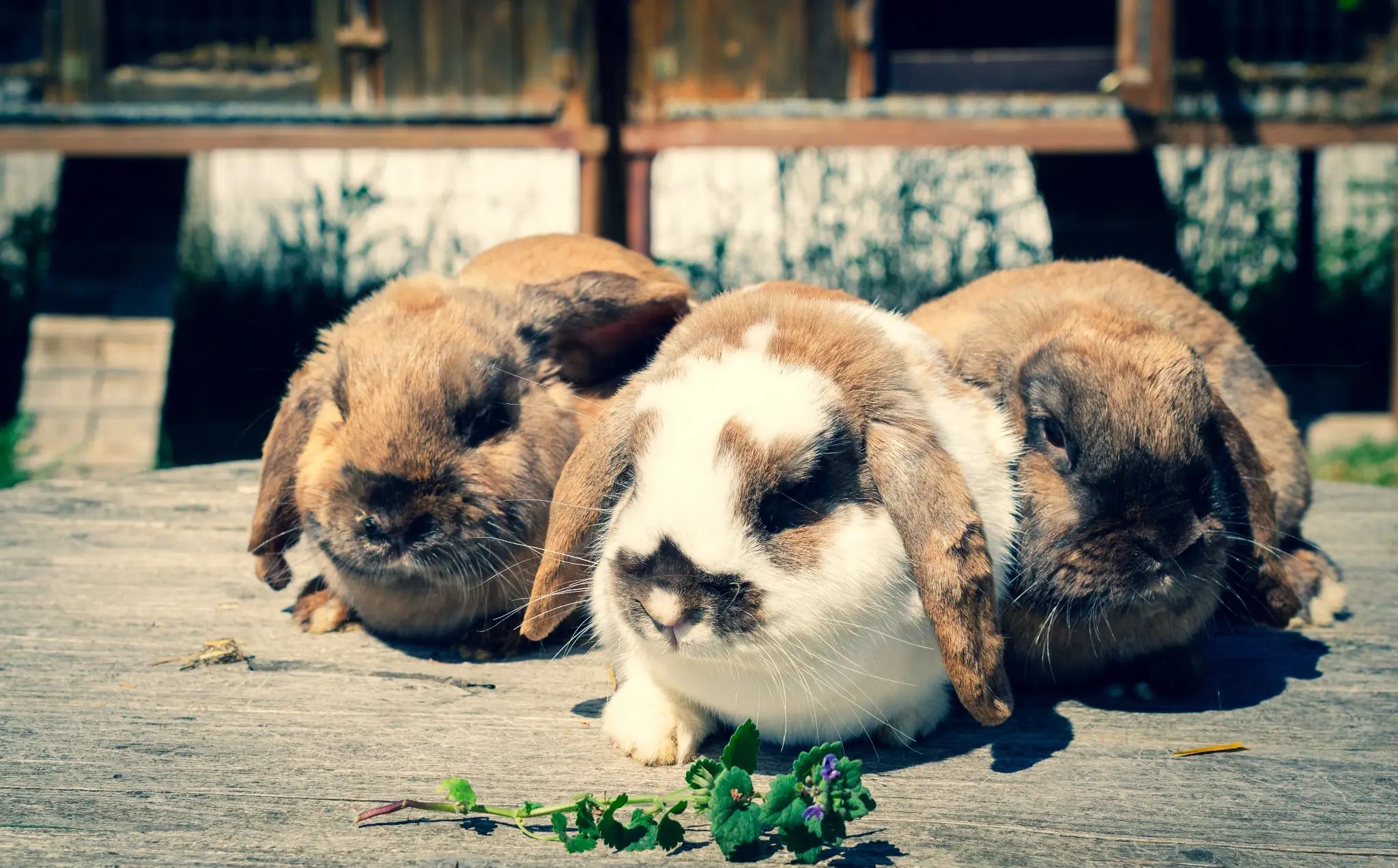 Pony Club Aktivität 3