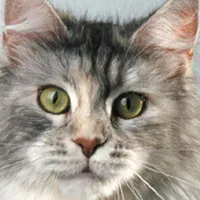 Pony Club Aktivität 5