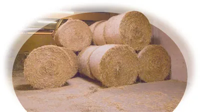 Pony Club Aktivität 6