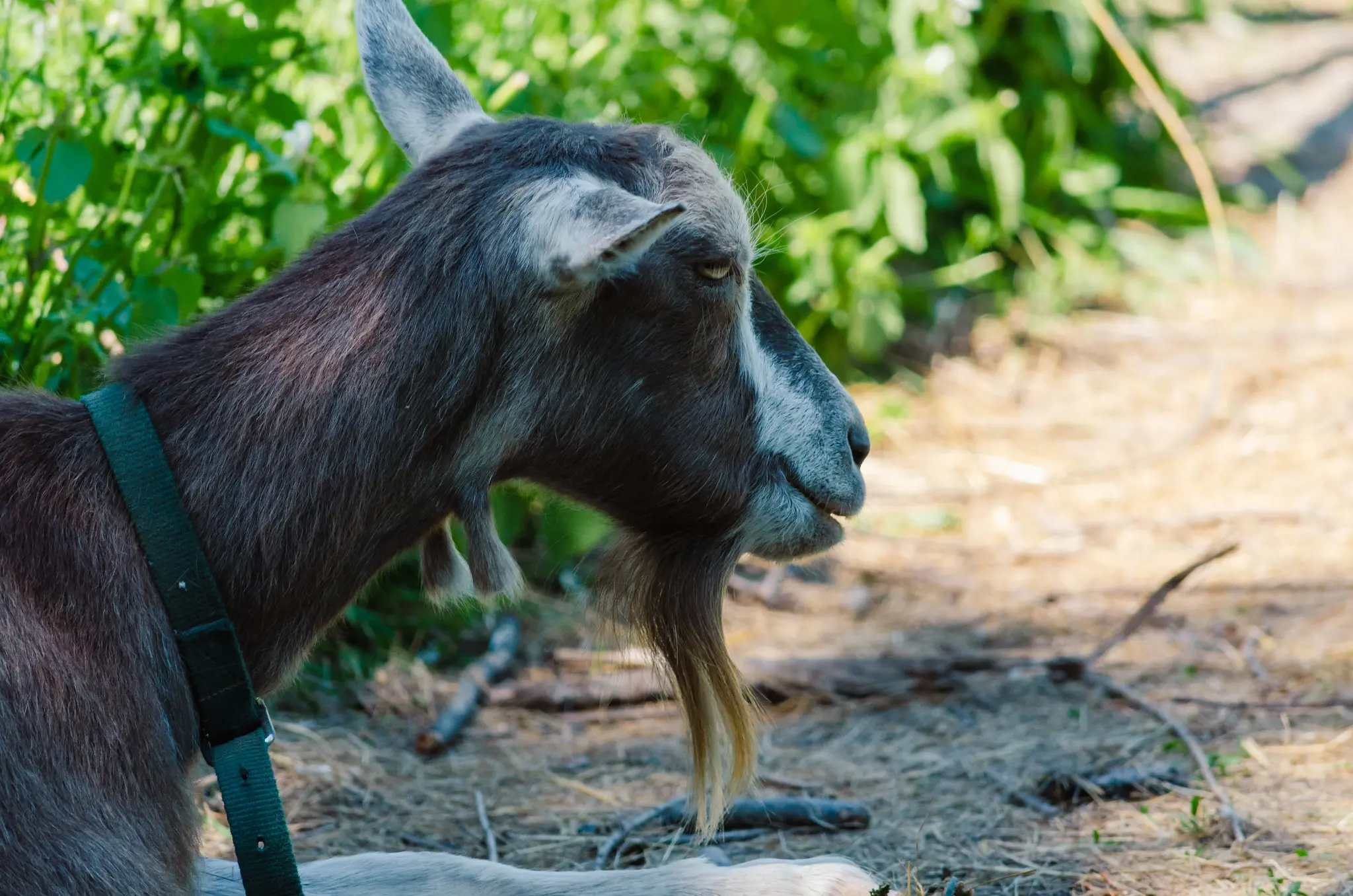 Pony Club Aktivität 8